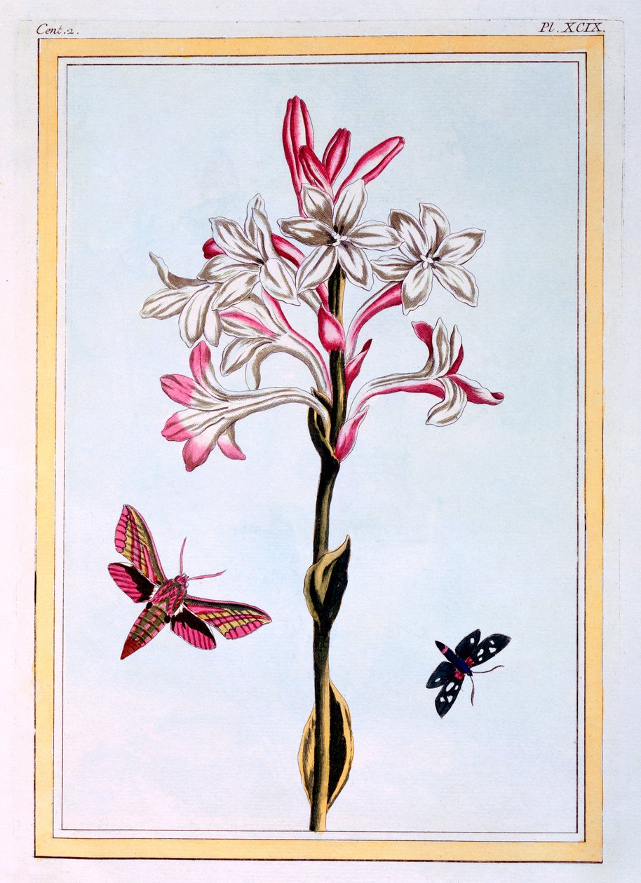Tuberose, ca. 1766 von Pierre Joseph Buchoz