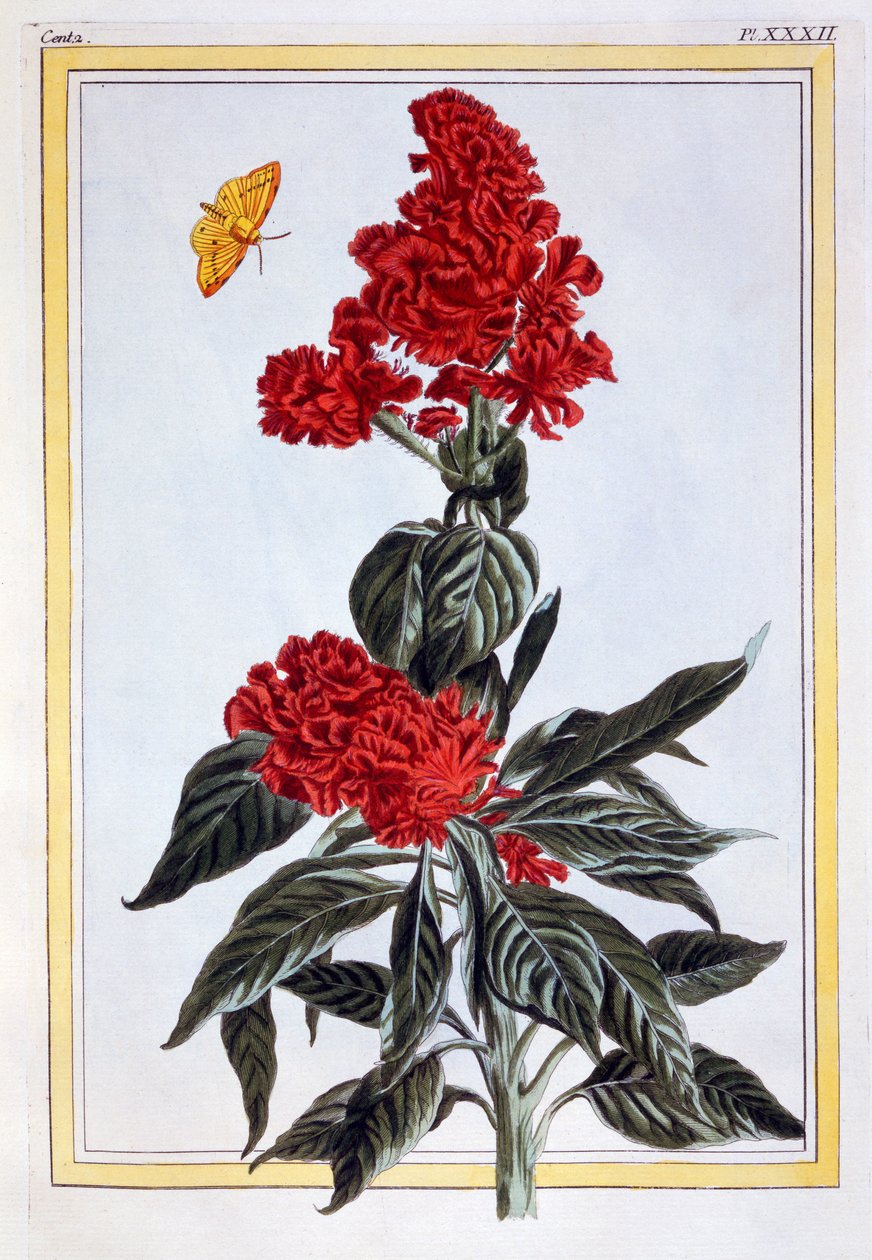 Verschiedene Amaranthus, ca. 1766 von Pierre Joseph Buchoz