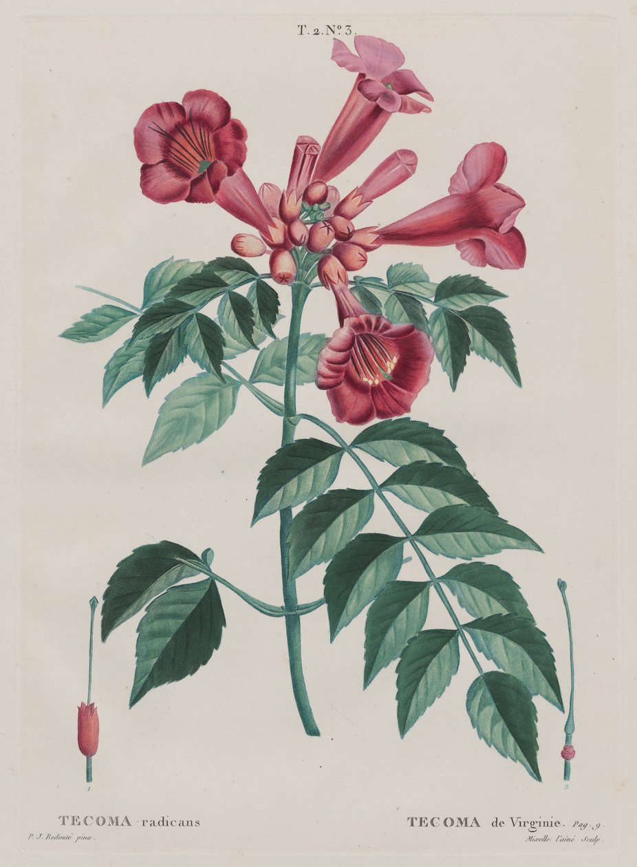 Trompetenblume (Campsis radicans) von Pierre Joseph Redouté