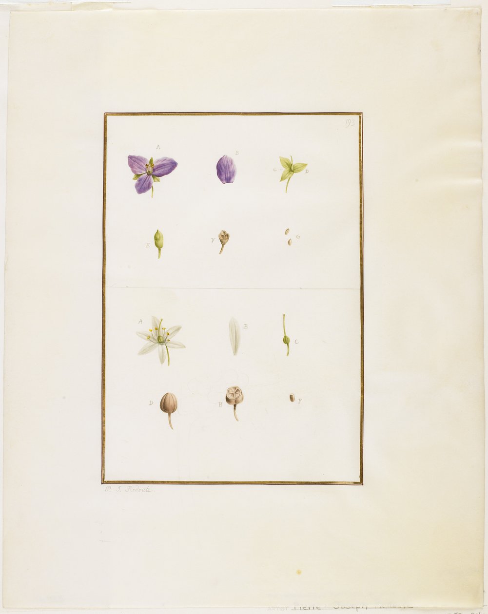 Botanische Dissektion: Dreimasterblume und Senna von Pierre Joseph Redouté