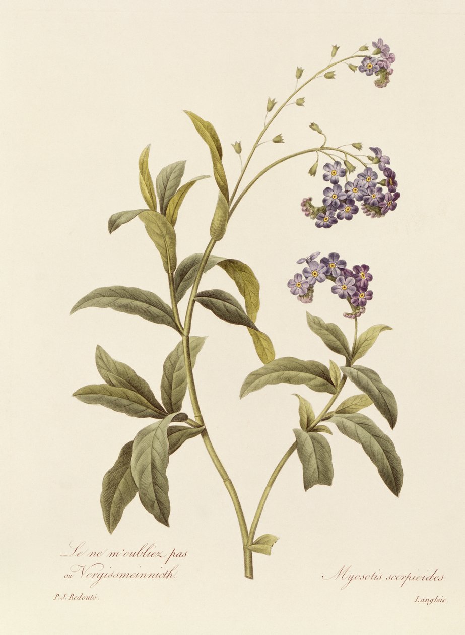Vergissmeinnicht von Pierre Joseph Redouté