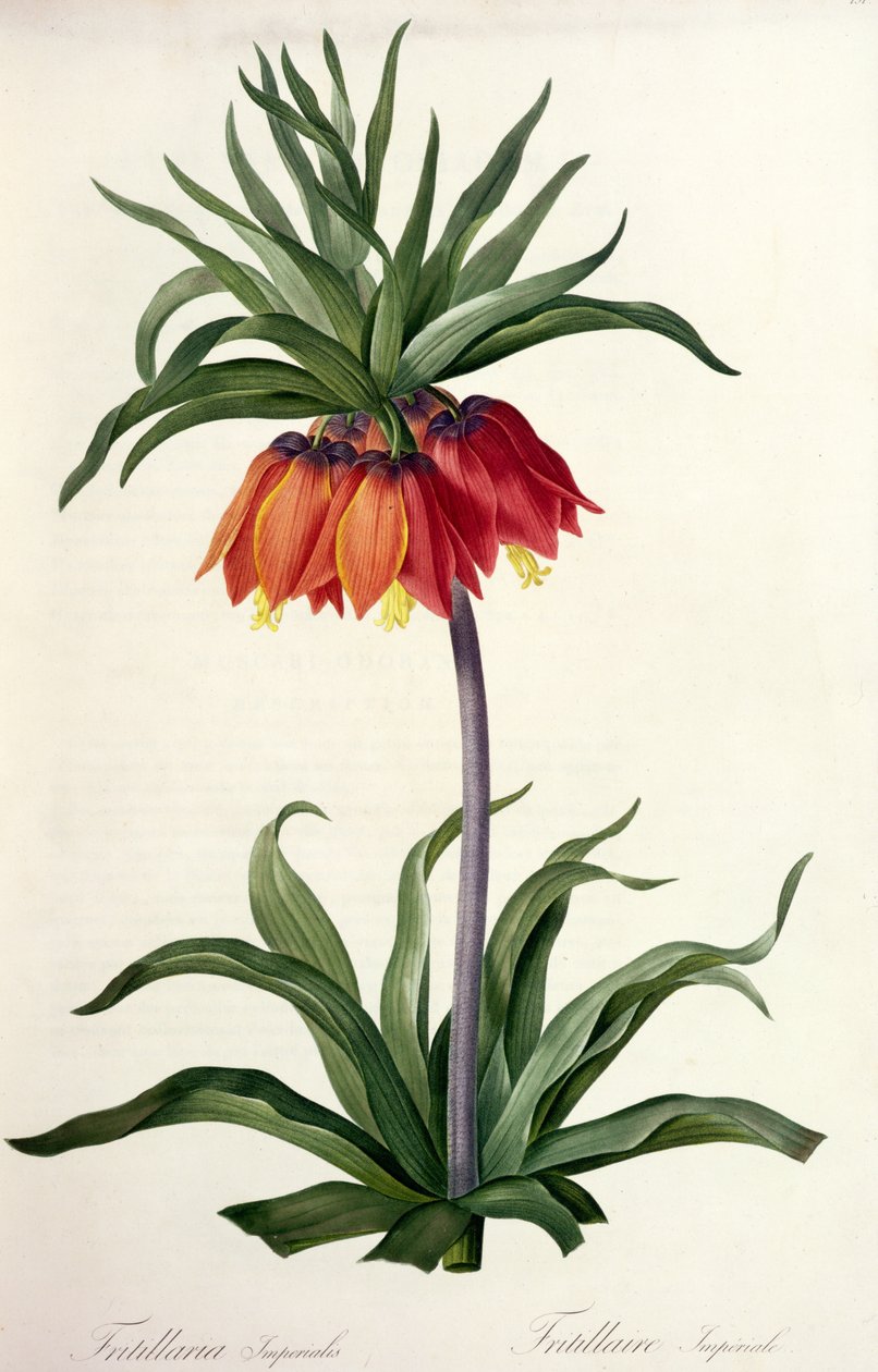 Fritillaria Imperialis aus 