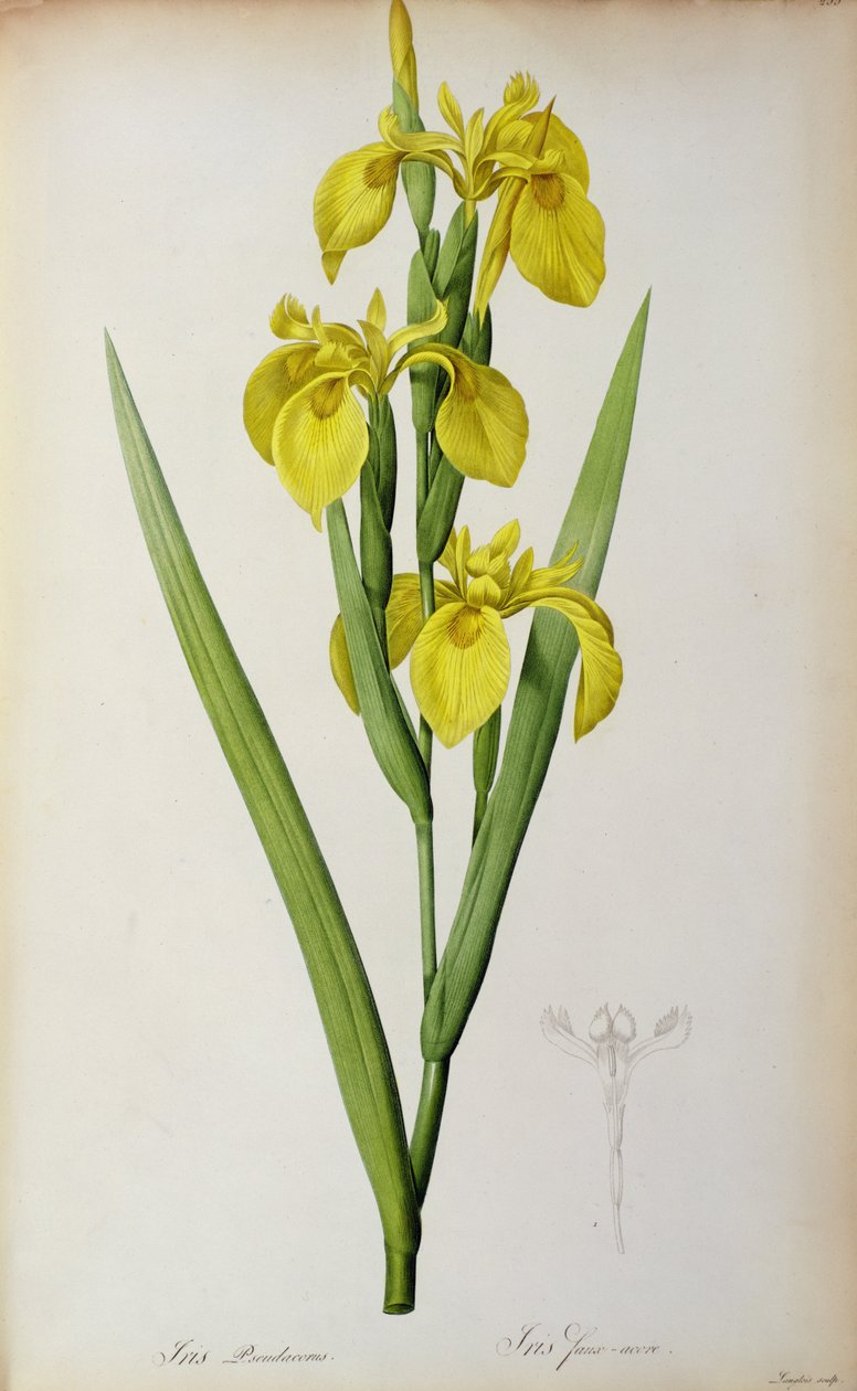 Iris Pseudacorus, aus `Les Liliacees