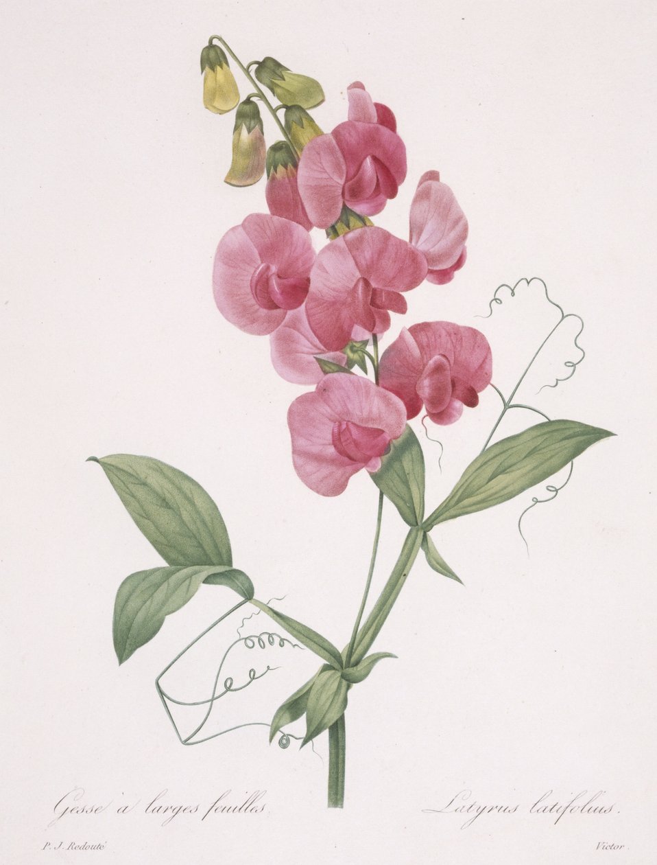 Lathyrus latifolius (Staudenwicke), 1827 von Pierre Joseph Redouté