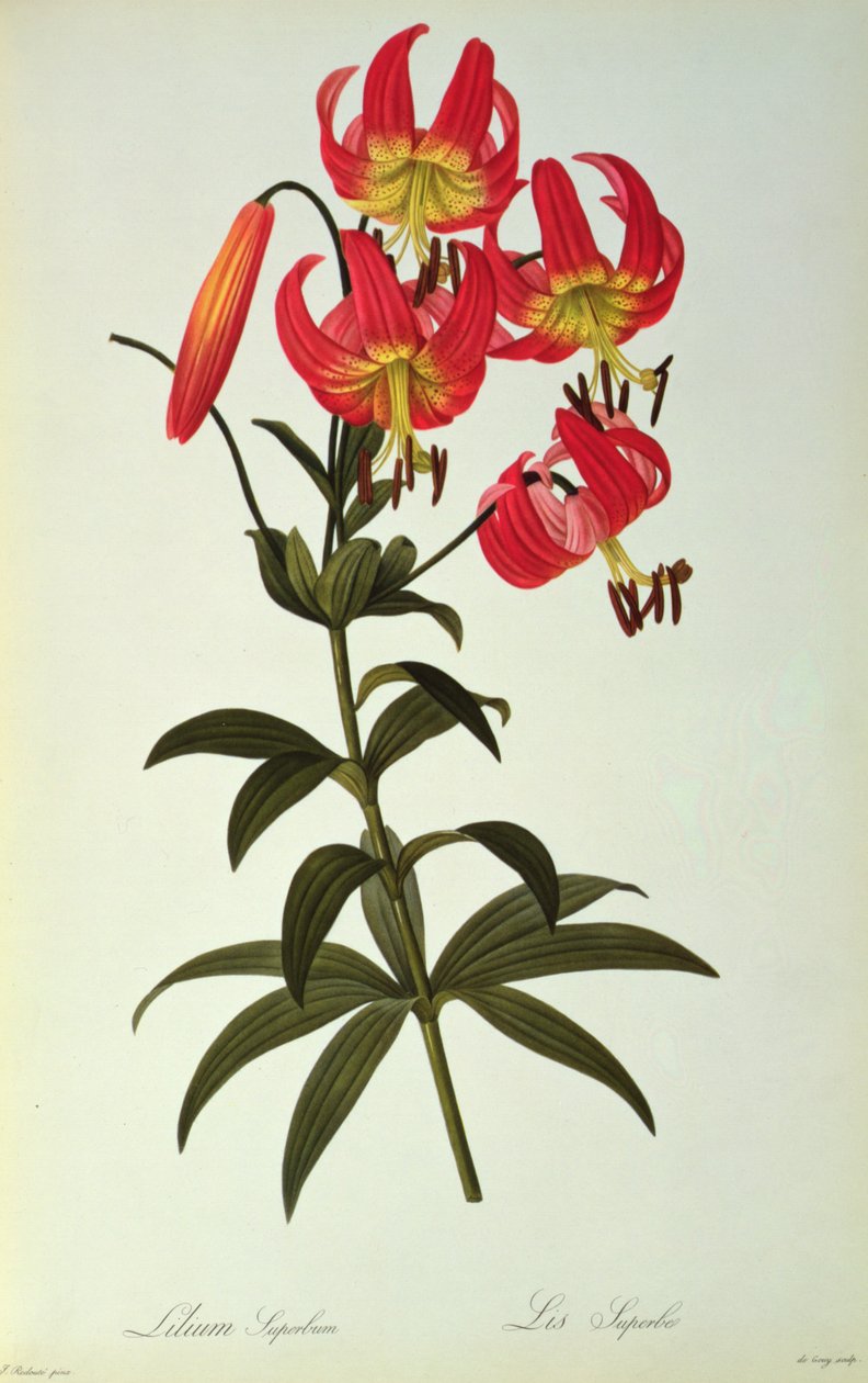Lilium Superbum, aus `Les Liliacées