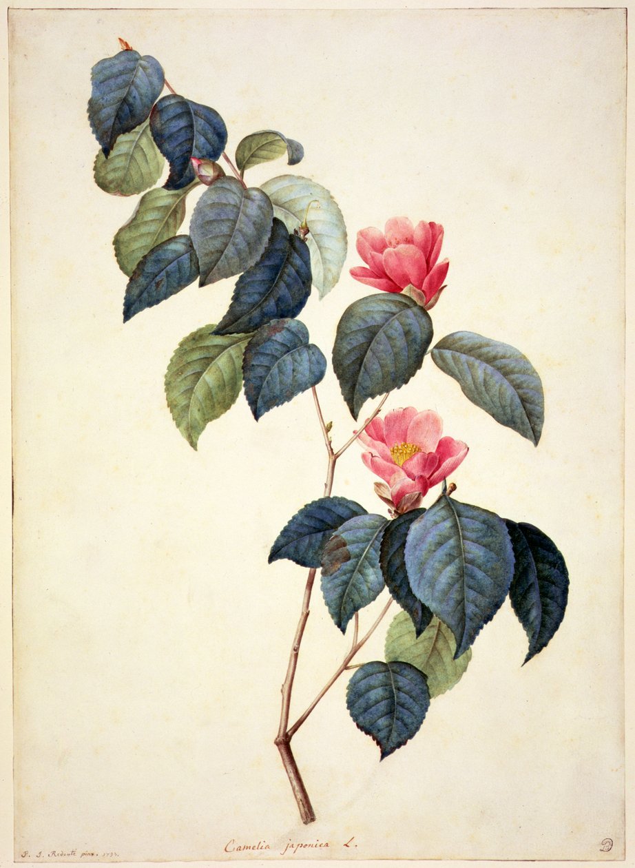 PD.21-1960 Camellia Japonica, 1793 von Pierre Joseph Redouté