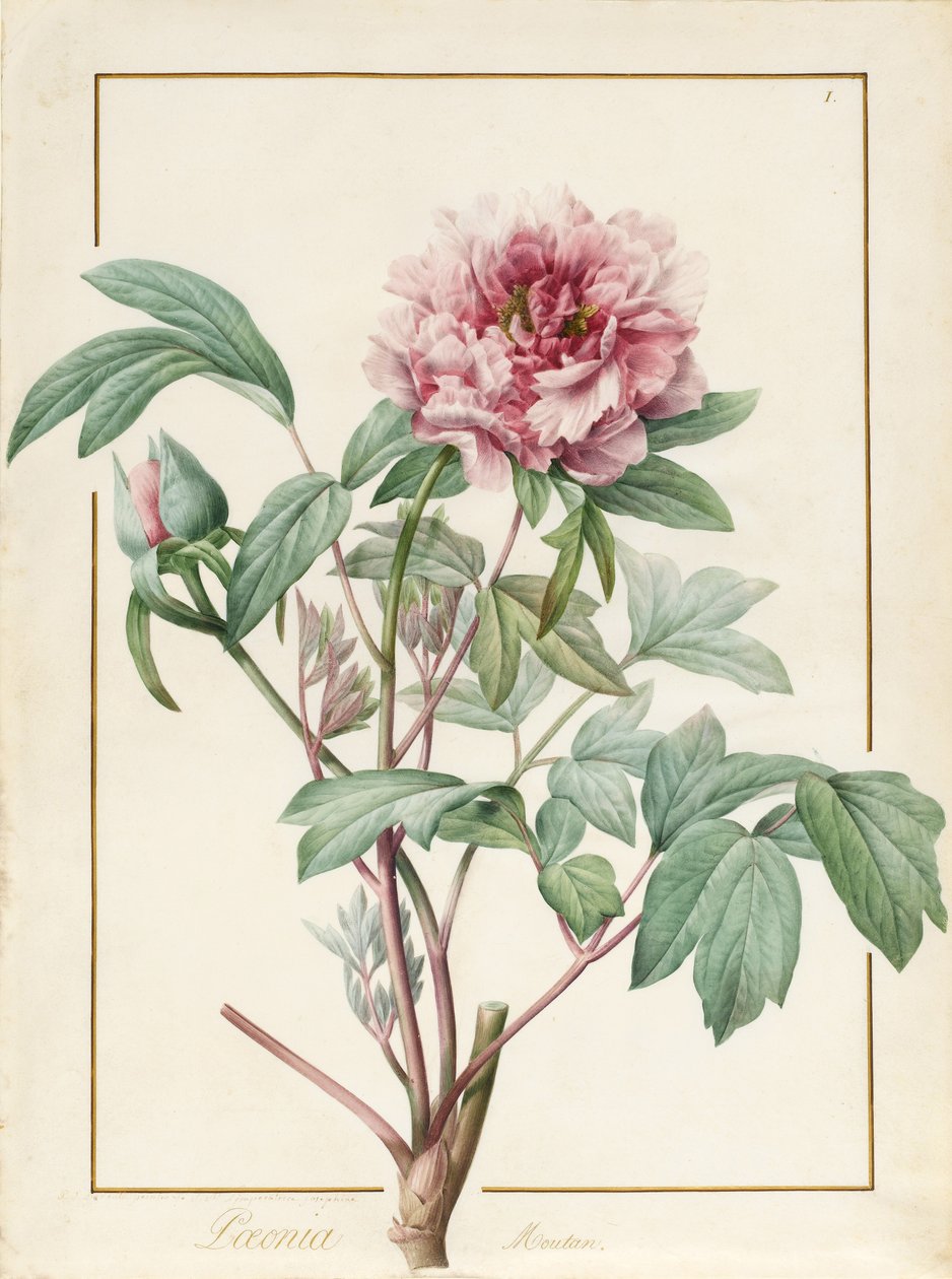 Paeonia Montan von Pierre Joseph Redouté