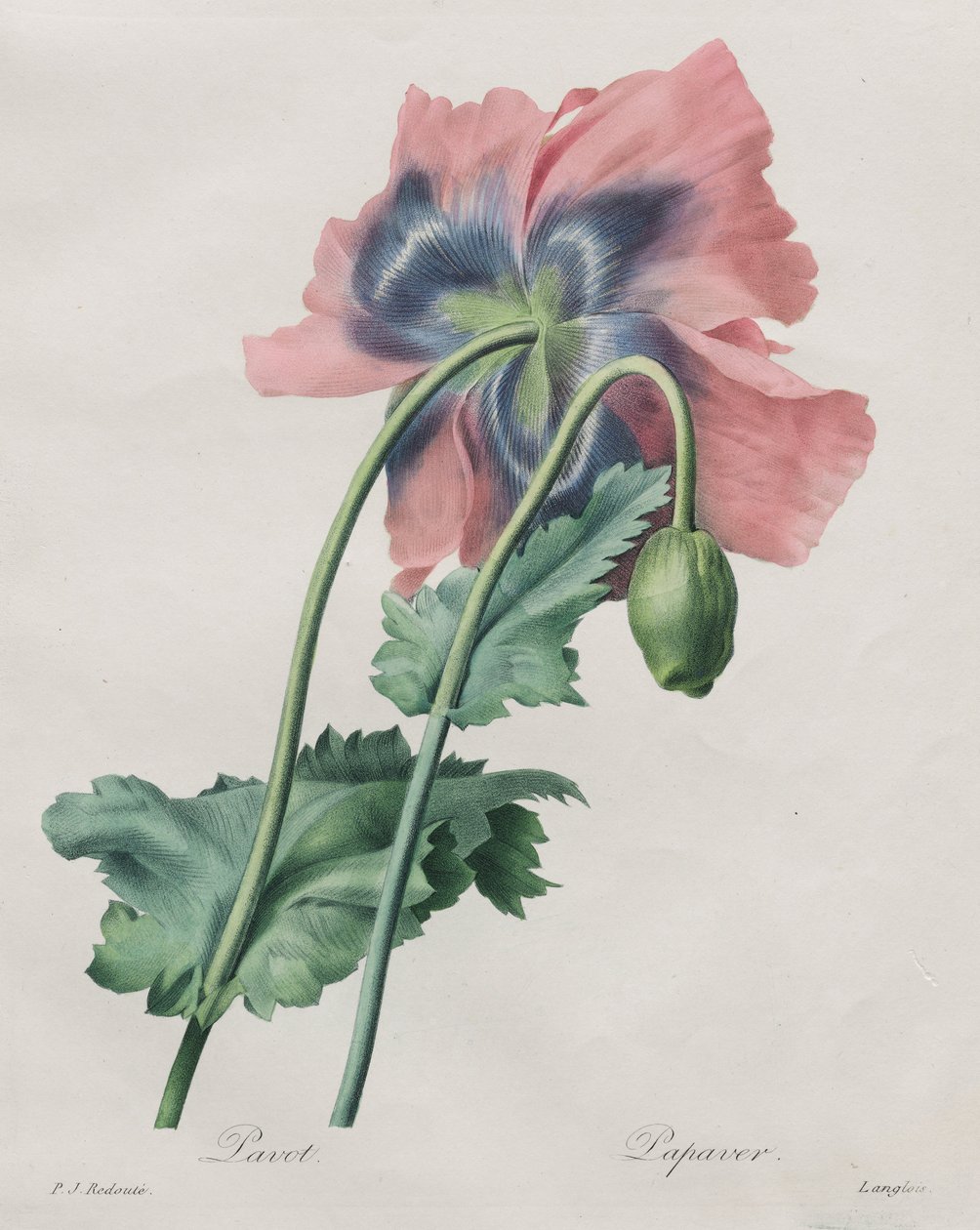 Mohn (Papaver), aus Redouté von Pierre Joseph Redouté