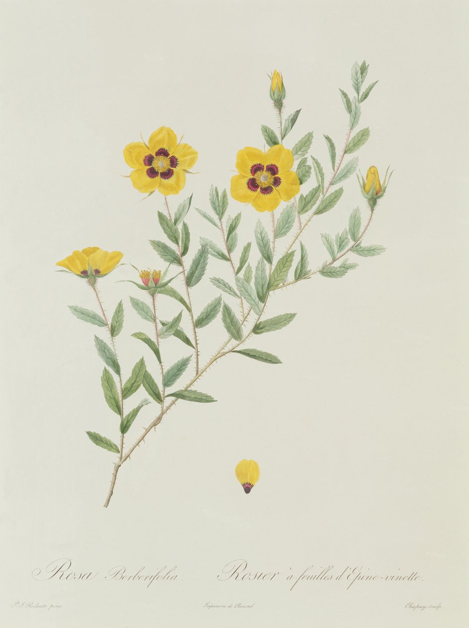 Rosa Berberifolia von Pierre Joseph Redouté