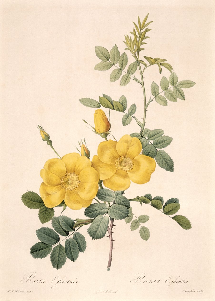 Rosa Eglanteria von Pierre Joseph Redouté