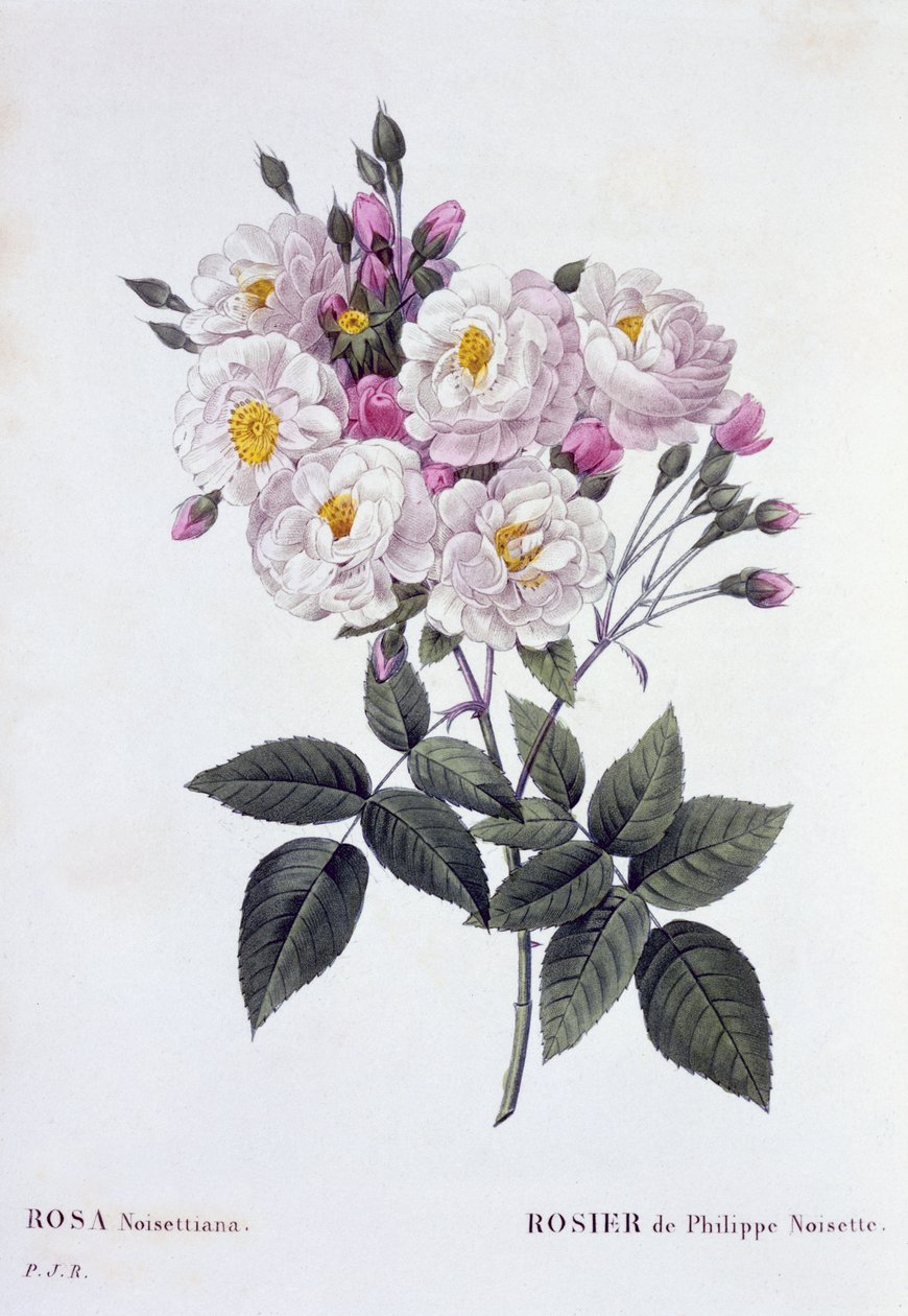Rosa Noisettiana, veröffentlicht 1824-26 von Pierre Joseph Redouté