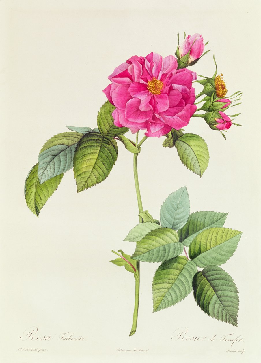Rosa Turbinata von Pierre Joseph Redouté