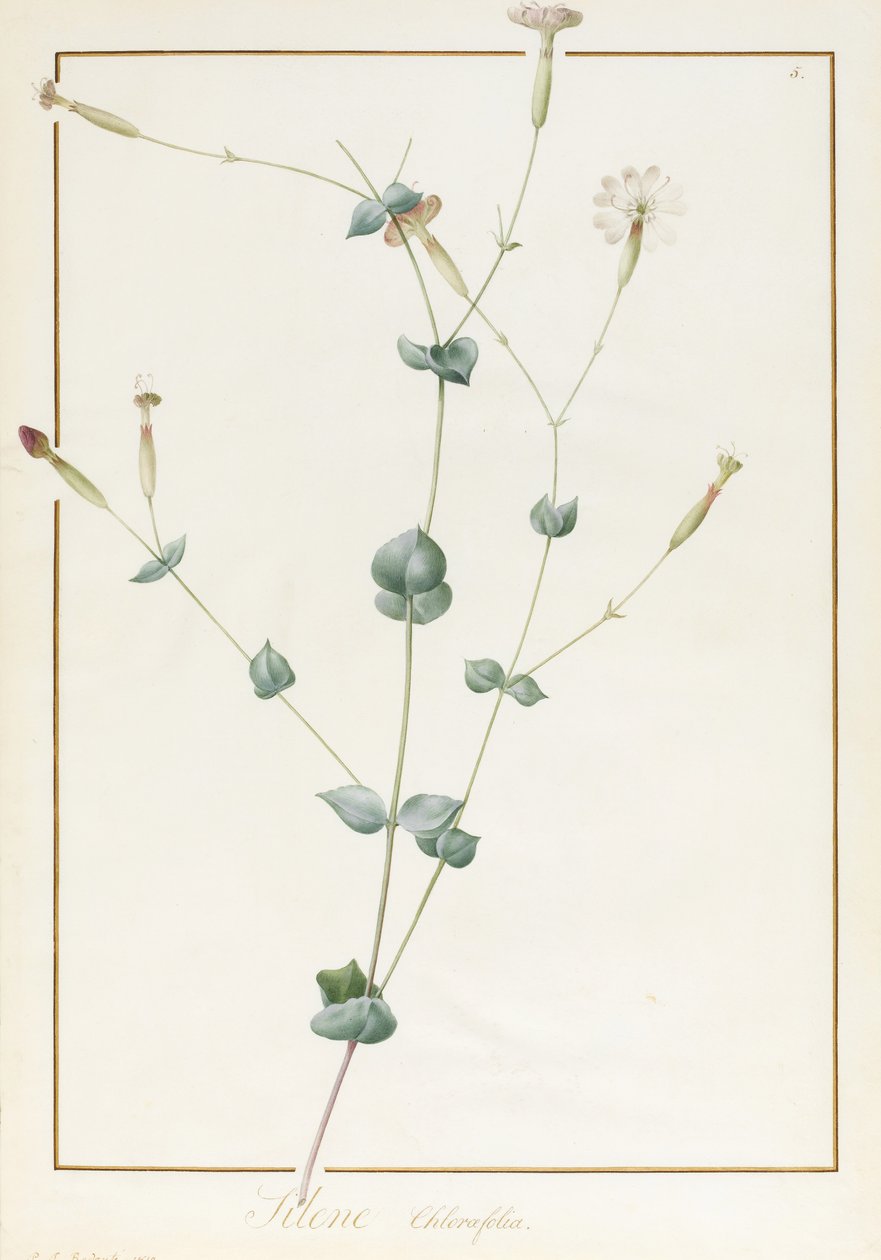 Silene Chloraefolia, 1810 von Pierre Joseph Redouté