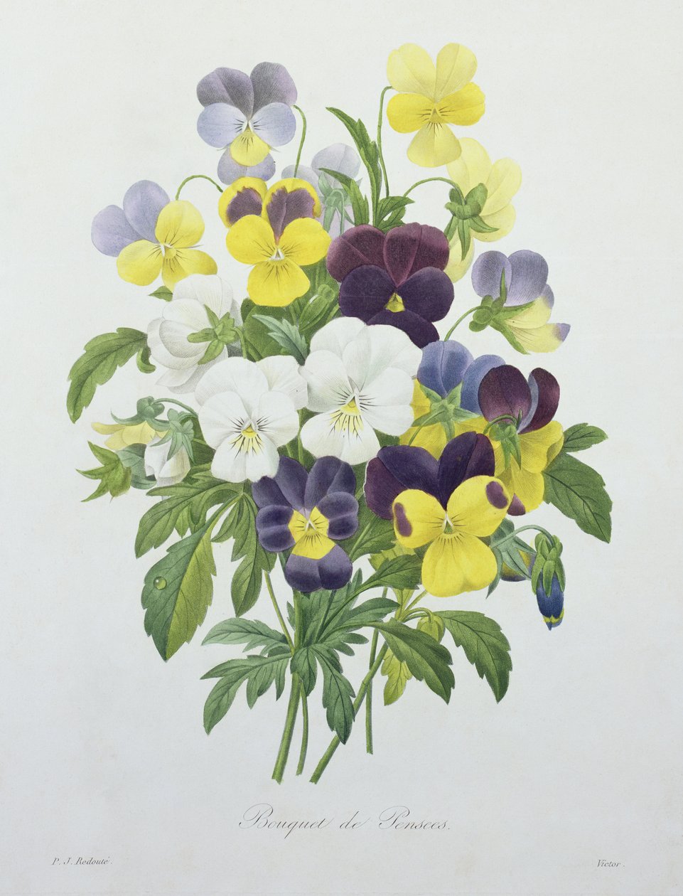 Bouquet von Stiefmütterchen, graviert von Victor, aus 
