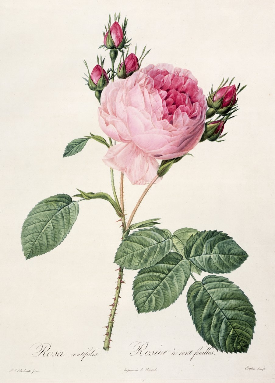 Rosa Centifolia, aus 