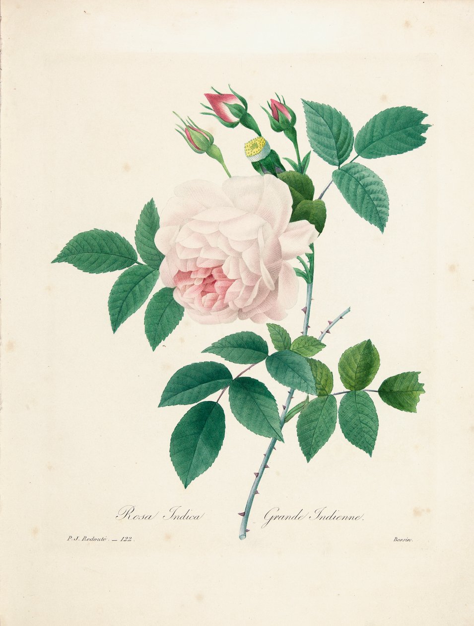 Rosa Indica, graviert von Bessin, aus 
