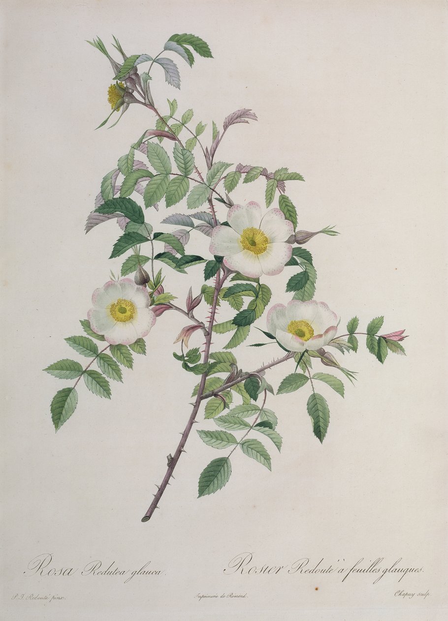 Rosa Redutea glauca, graviert von Chapuy, veröffentlicht von Remond von Pierre Joseph Redouté