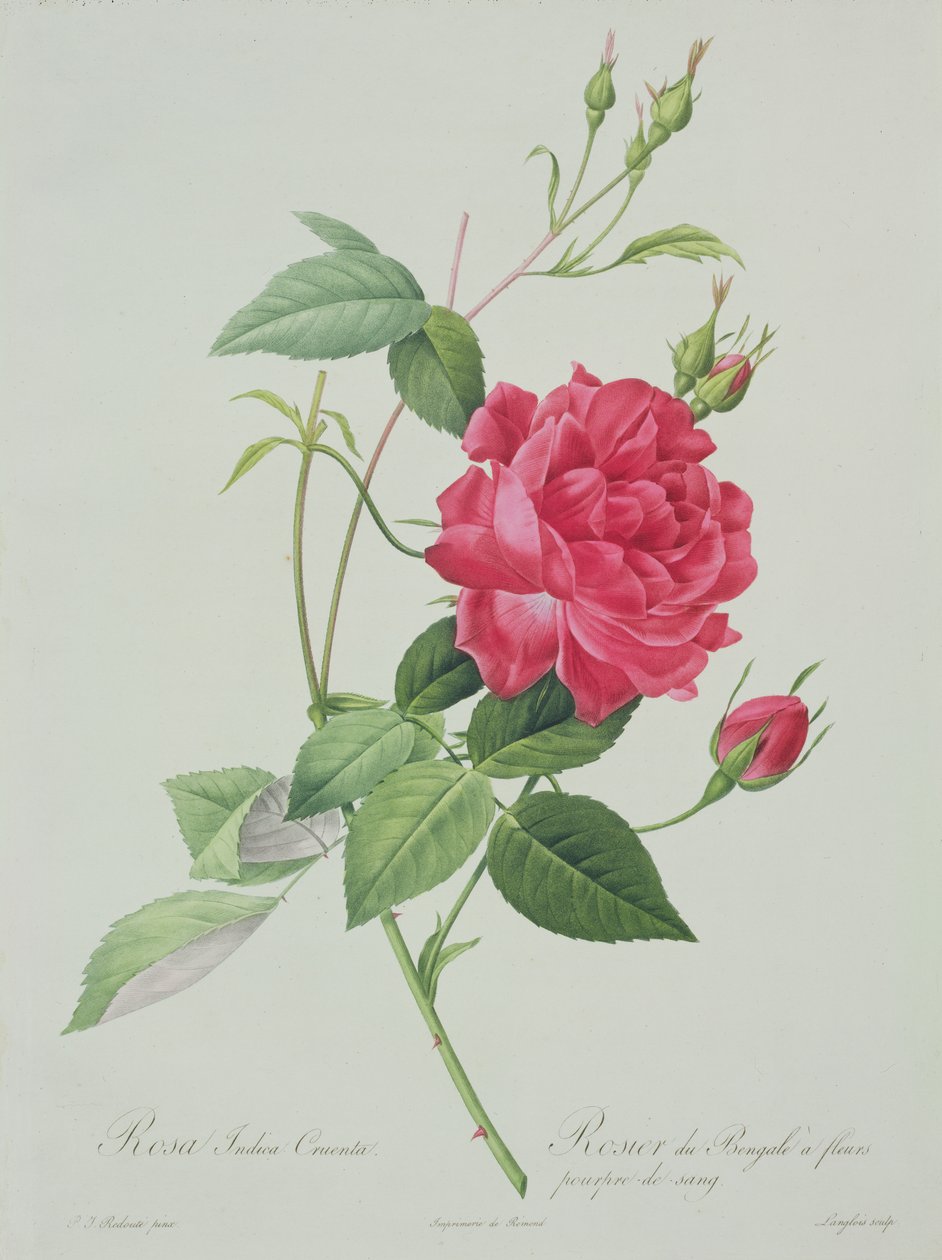 Rosa indica cruenta (blutrote Bengal-Rose), graviert von Langlois, aus 