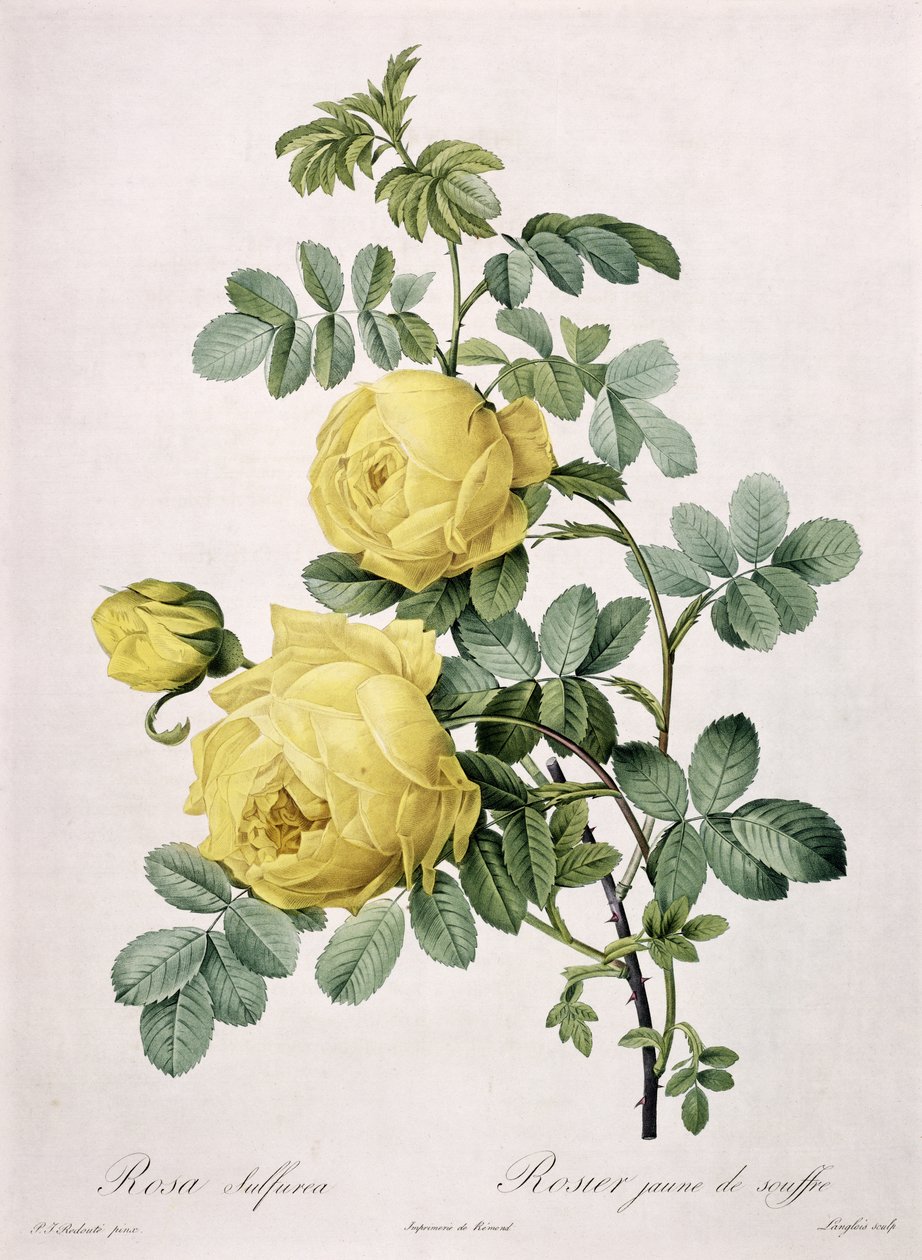 Rosa sulfurea, graviert von Langlois, aus 