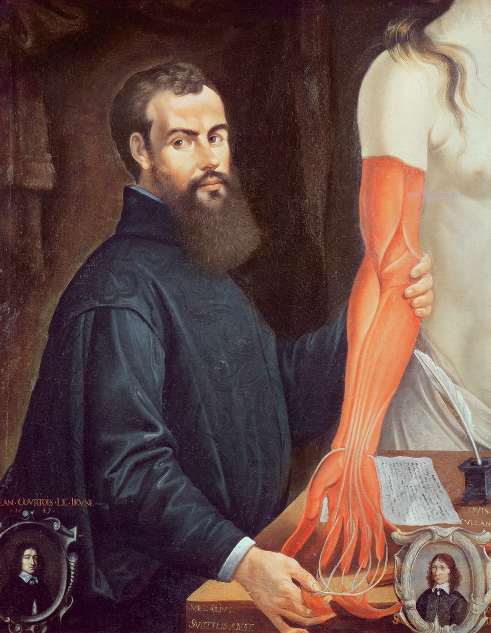 Andreas Vesalius (1514-64) von Pierre Poncet