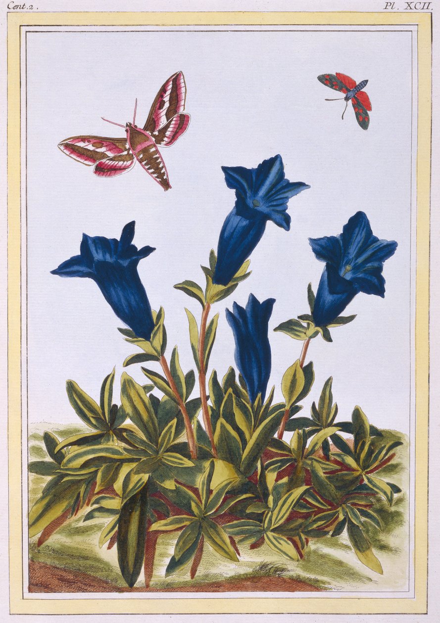 Blaue Enzian (Trompetenblume), ca. 1776 von Pierre Joseph Buchoz