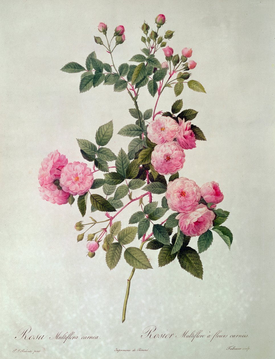 Les Roses de Thory, Rosa Multiflora Carnea von Pierre Joseph Redouté