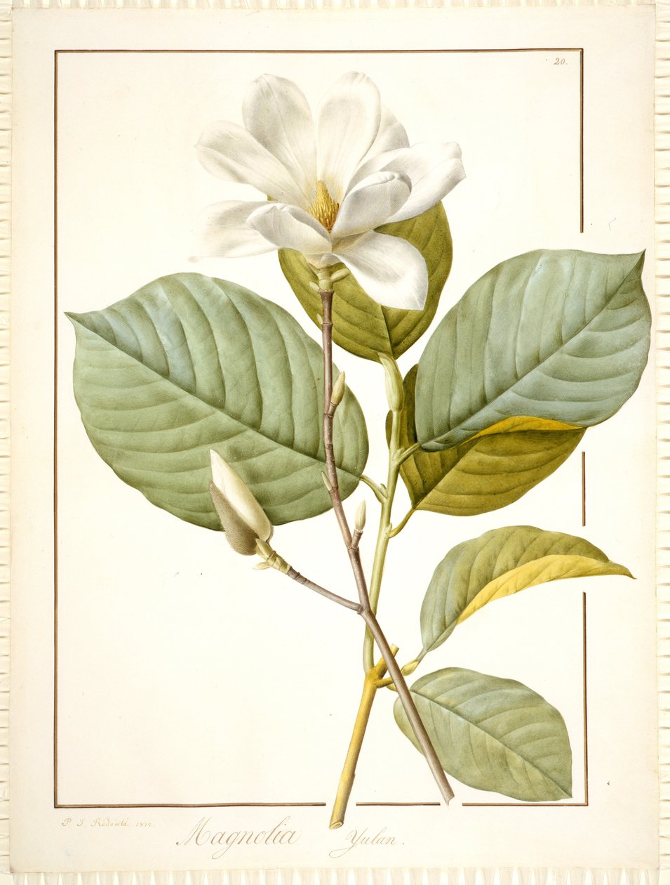 Magnolia Yulan, Magnolia Denudata, 1812 von Pierre Joseph Redouté
