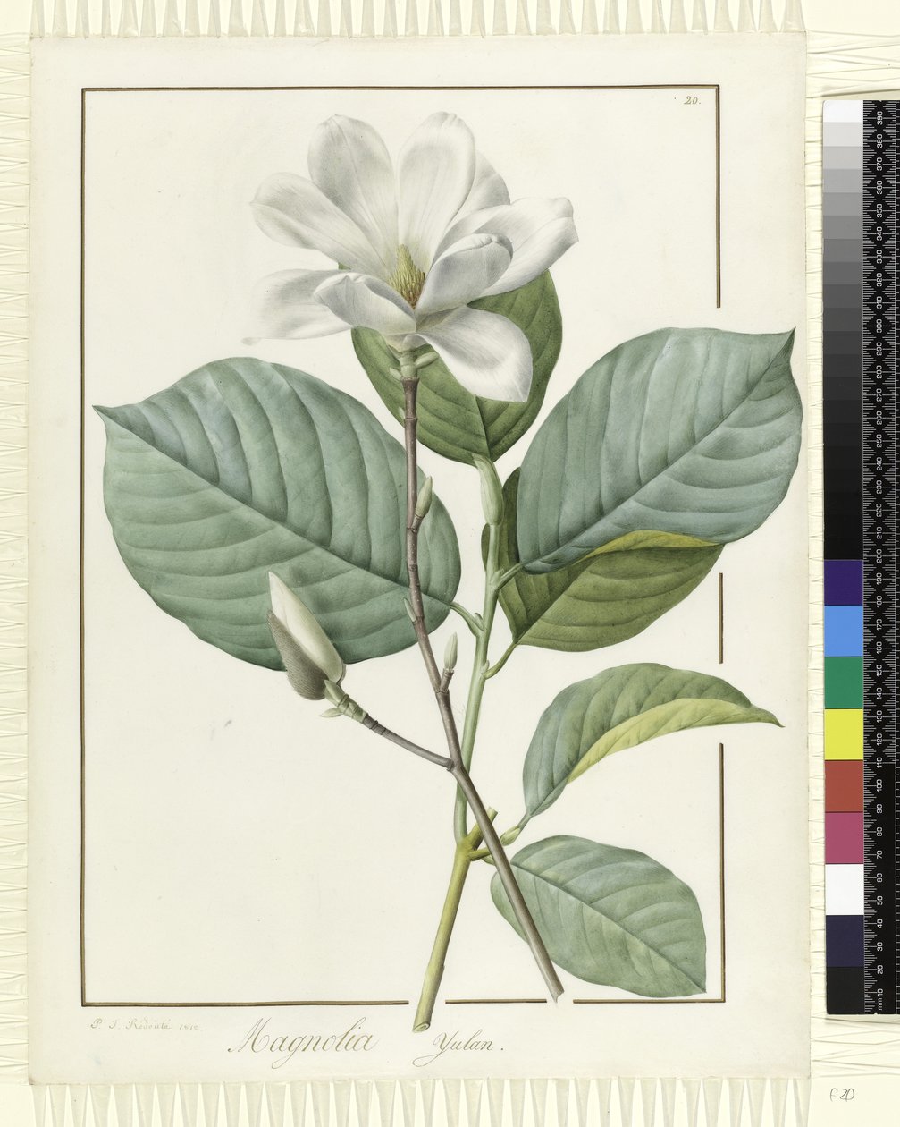 Magnolia yulan Magnolia denudata, 1812 von Pierre Joseph Redouté