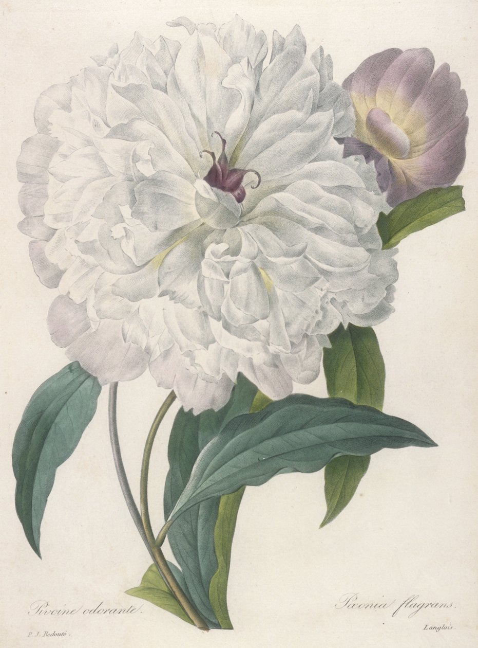 Paeonia flagrans (Pfingstrose), 1827 von Pierre Joseph Redouté