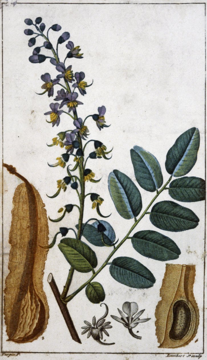 Peruanischer Balsam von Pierre Jean Francois (after) Turpin