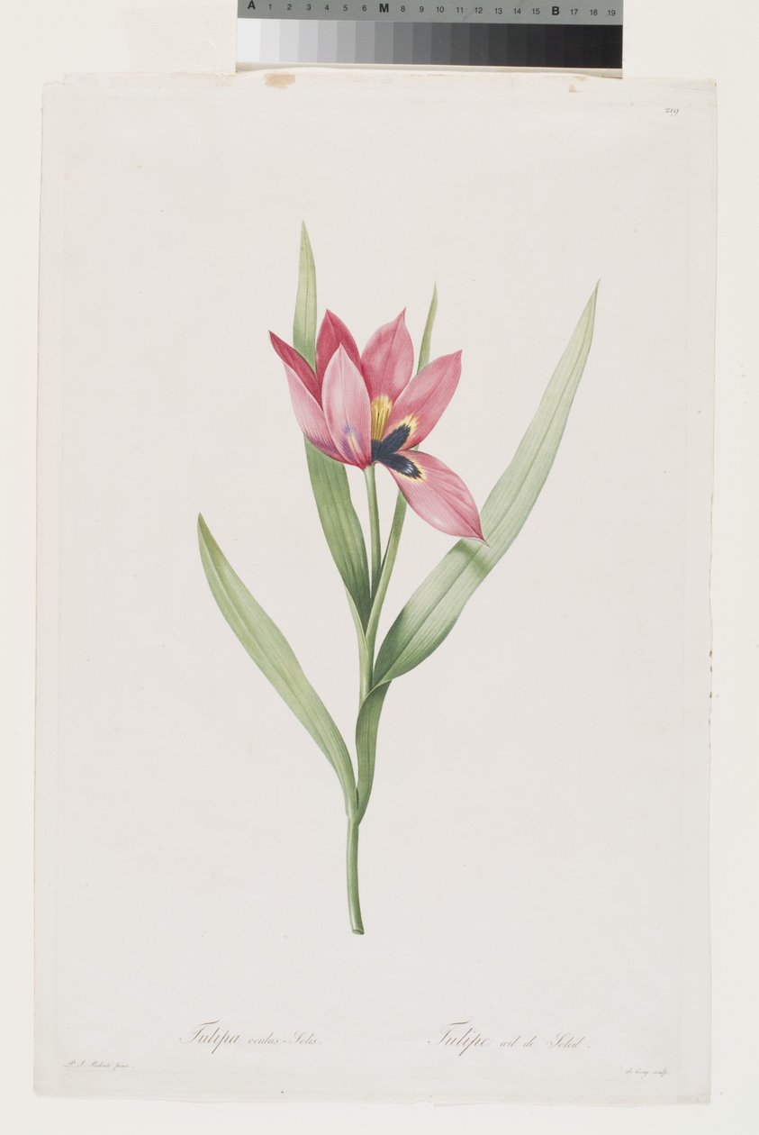 Tulpe Oeil De Soleil von Pierre Joseph (after) Redoute