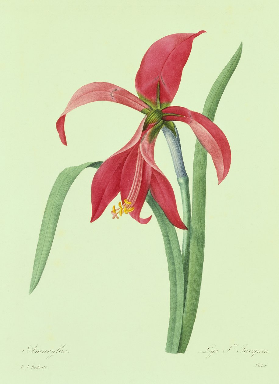 Amaryllis von Pierre Joseph Redouté