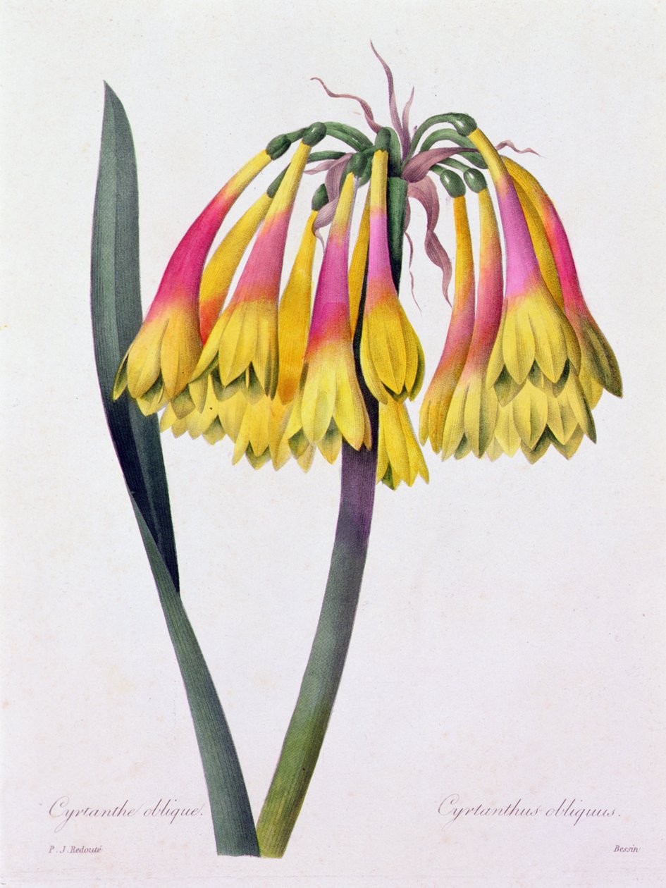Cyrtanthus Obliquus von Pierre Joseph Redouté