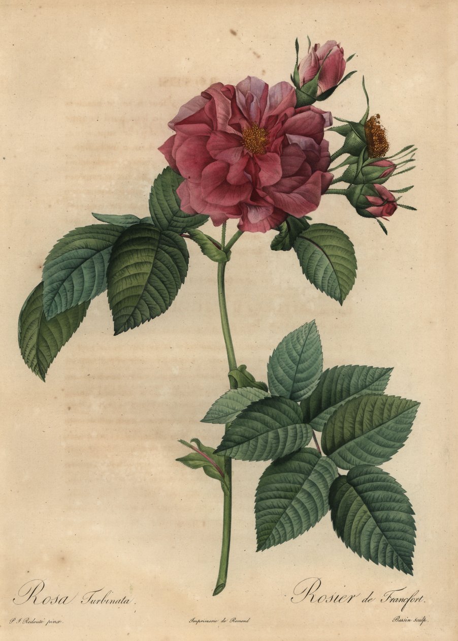 Staubige rosa Rose von Pierre Joseph Redouté