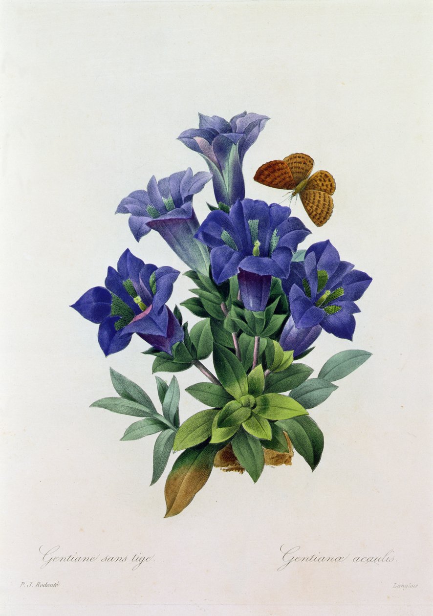 Gentiana Acaulis von Pierre Joseph Redouté