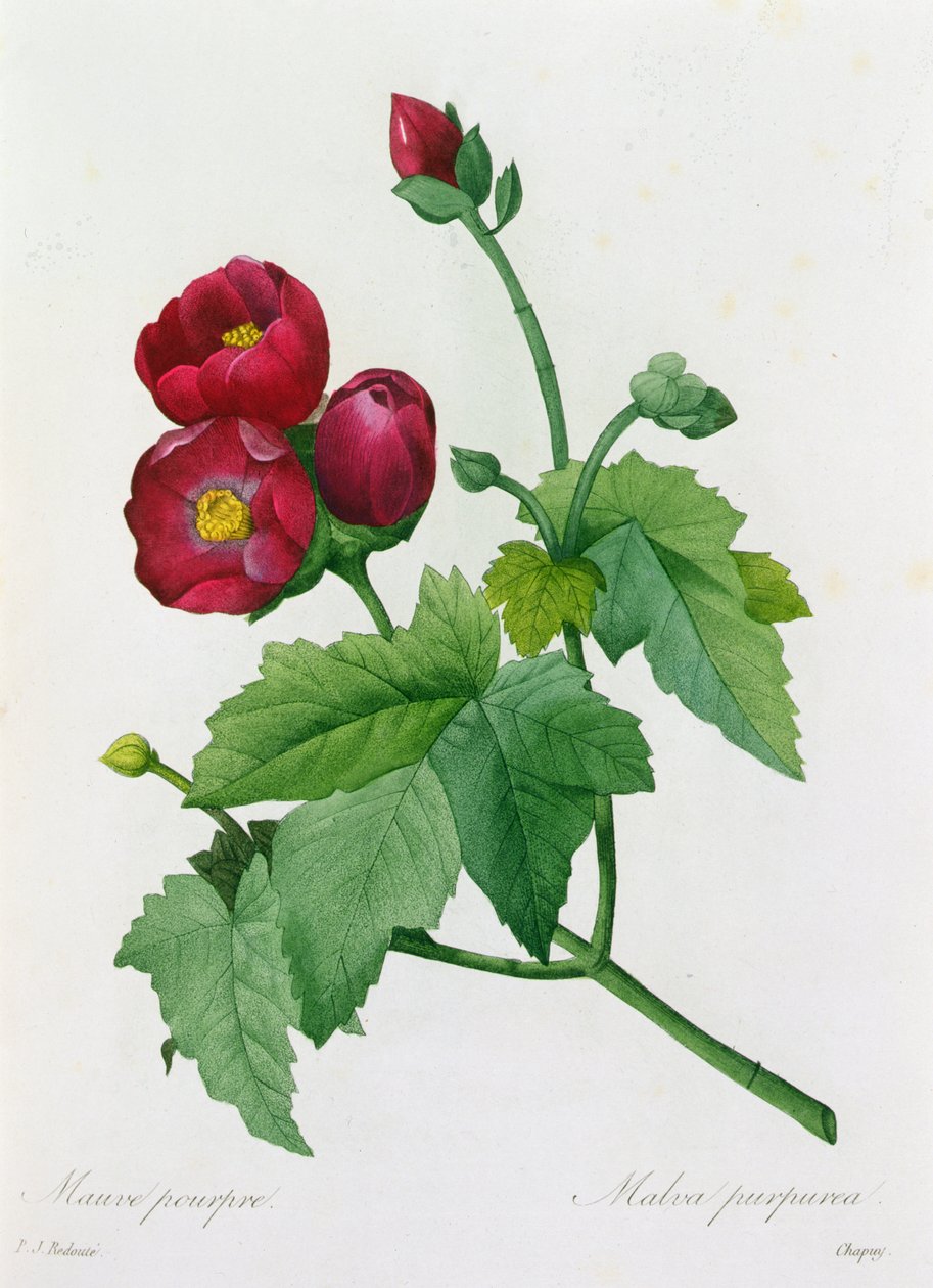 Malva Purpurea von Pierre Joseph Redouté
