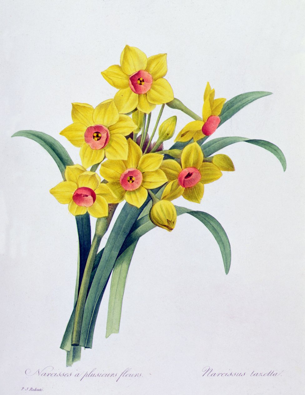 Narzisse Tazetta von Pierre Joseph Redouté