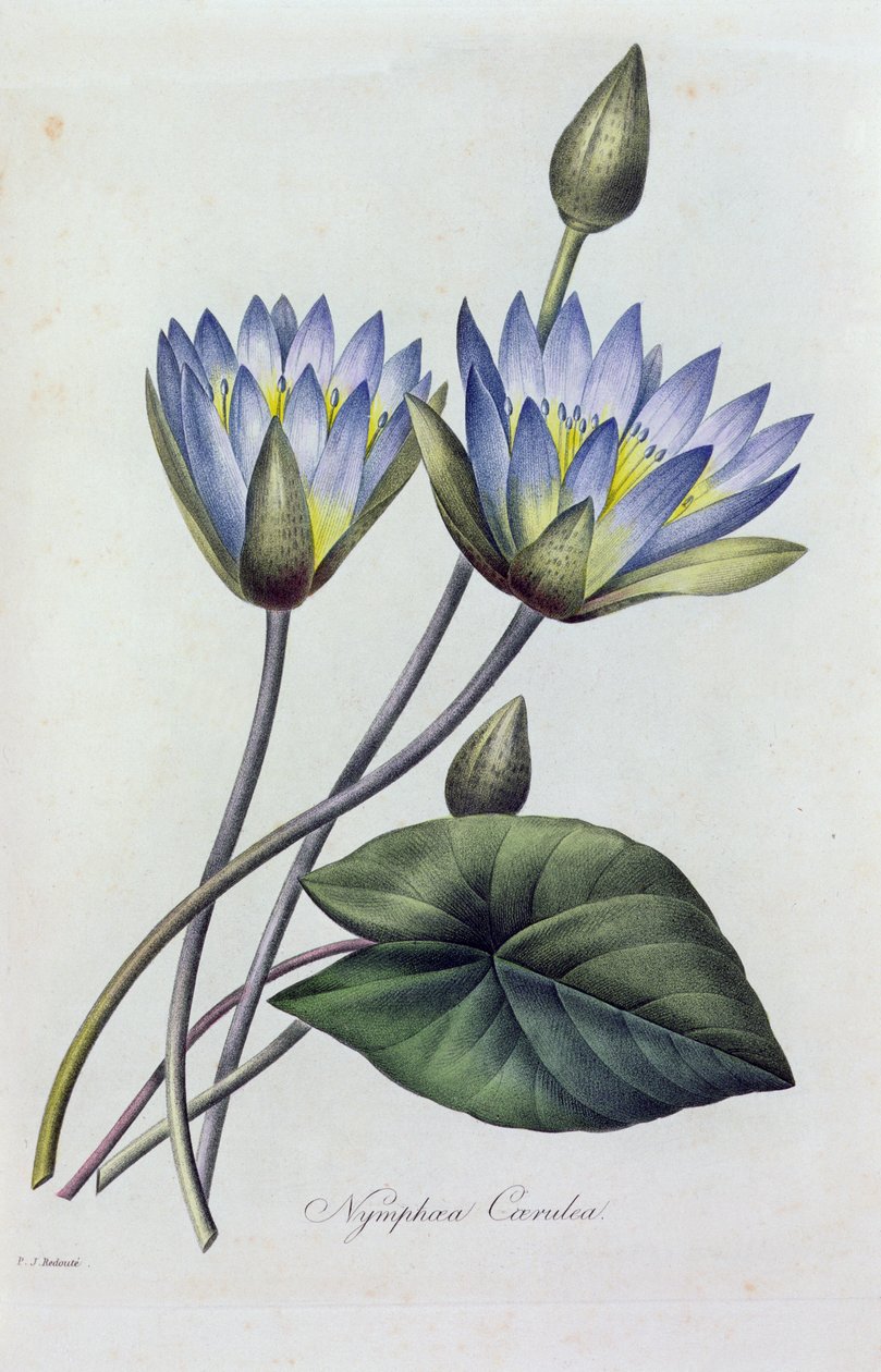 Nymphea Caerulea von Pierre Joseph Redouté