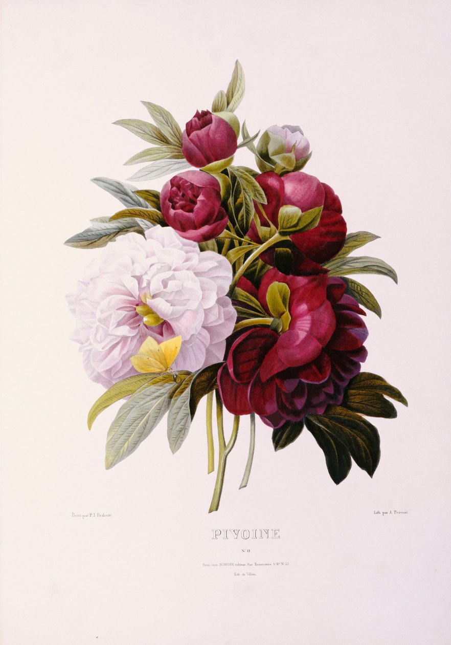 Pfingstrosen, graviert von Prevost von Pierre Joseph Redouté