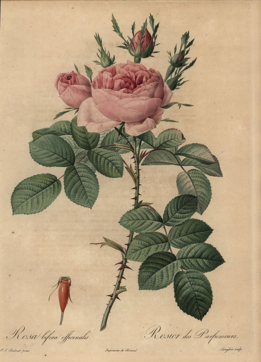 Rosa Hybridrose, Rosa bifera von Pierre Joseph Redouté