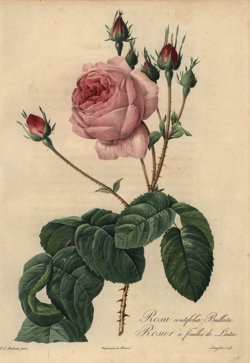 Rosa Bullata, Rosa centifolia von Pierre Joseph Redouté