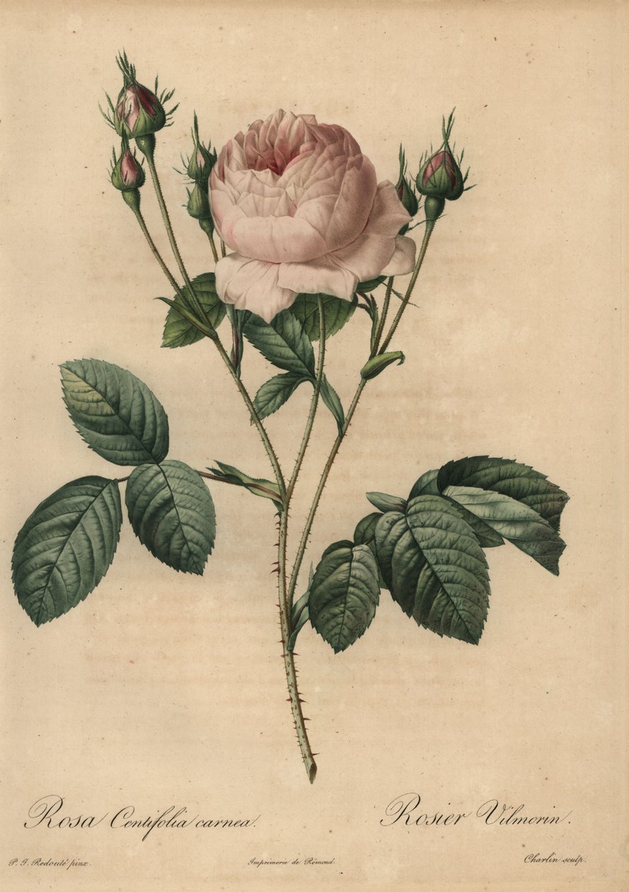Rosa Rose, Rosa centifolia carnea von Pierre Joseph Redouté