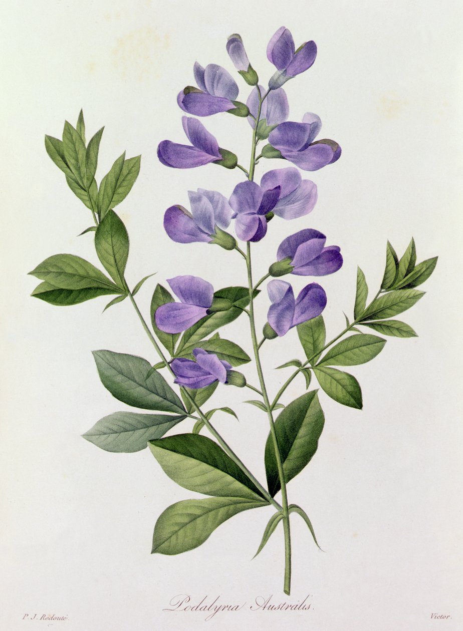 Podalyria Australis von Pierre Joseph Redouté