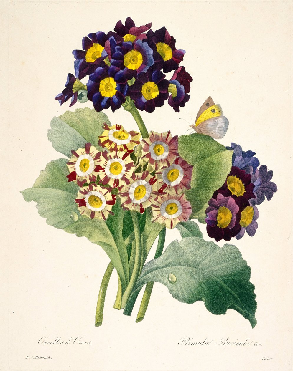 Primula auricula Primeln, 1827 von Pierre Joseph Redouté