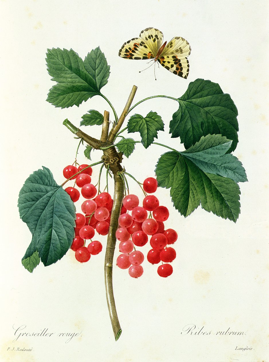 Johannisbeeren, verlegt von Langois von Pierre Joseph Redouté
