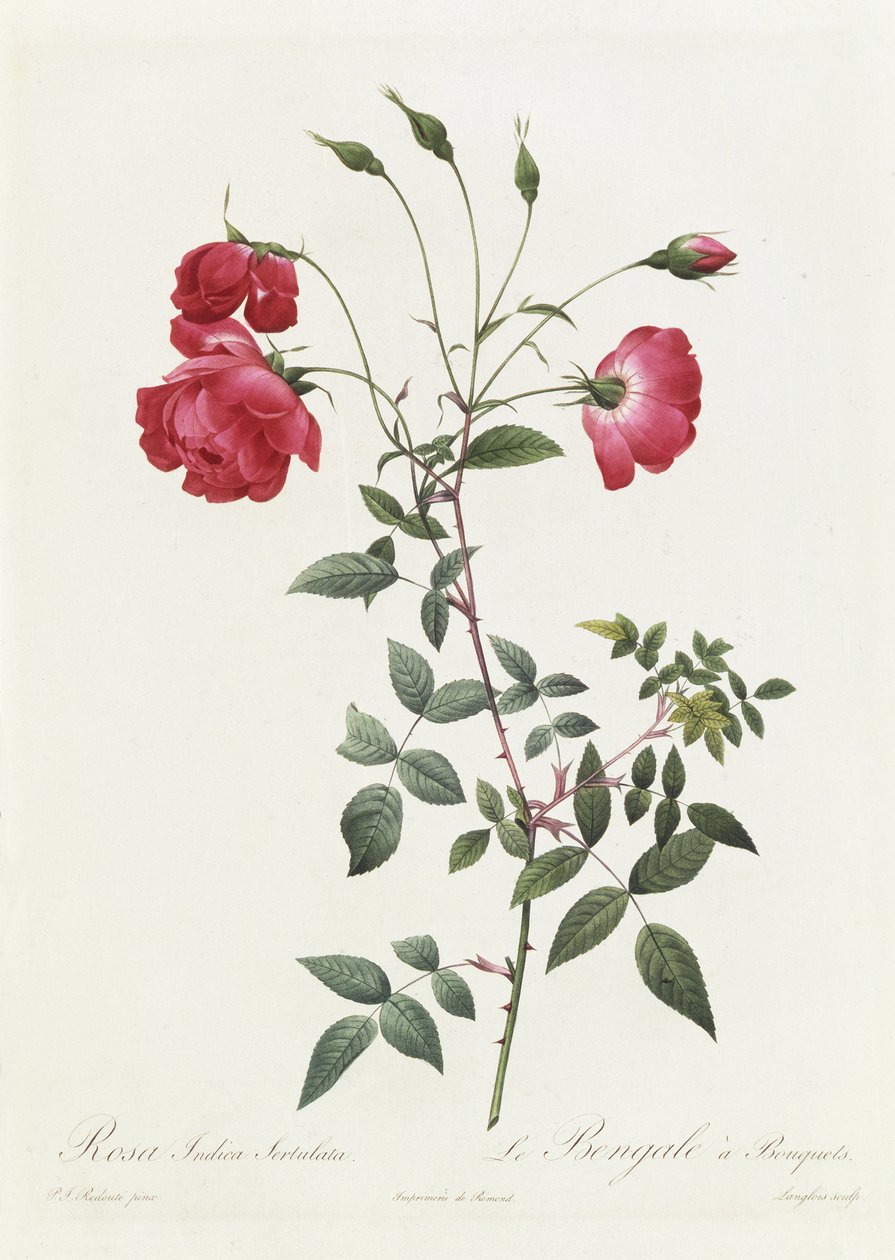 Rosa Indica Sertulata von Pierre Joseph Redouté