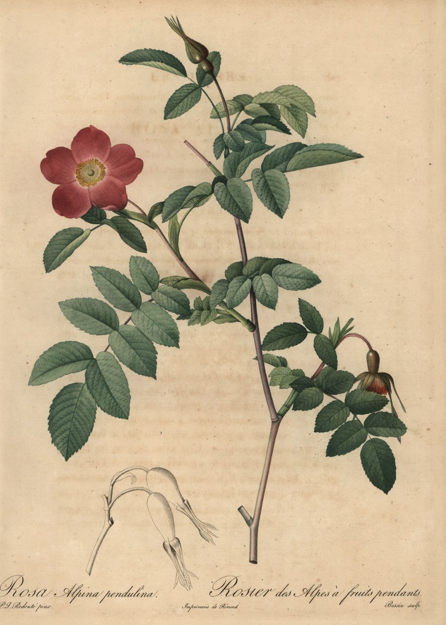 Alpenrose, Rosa pendulina von Pierre Joseph Redouté