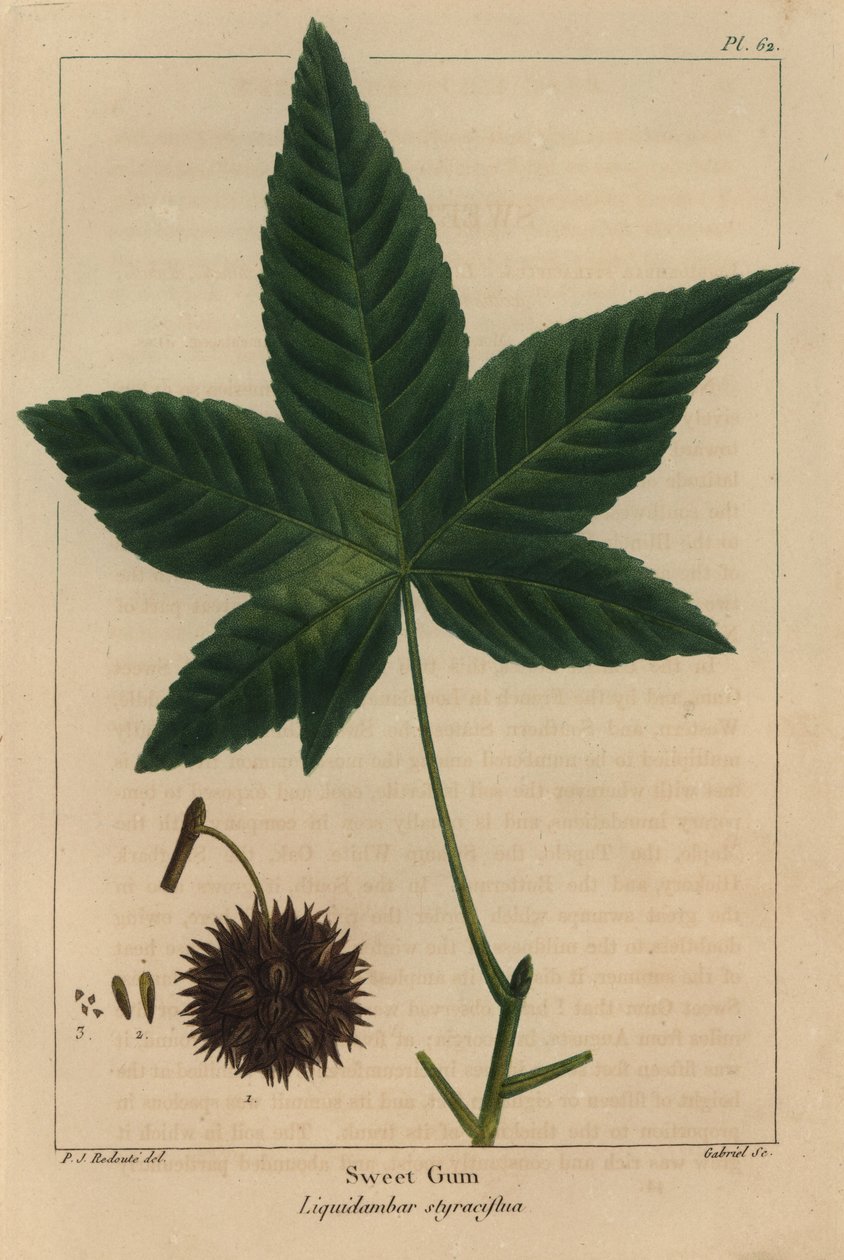 Amberbaum, Liquidambar styraciflua (Gravur) von Pierre Joseph Redouté