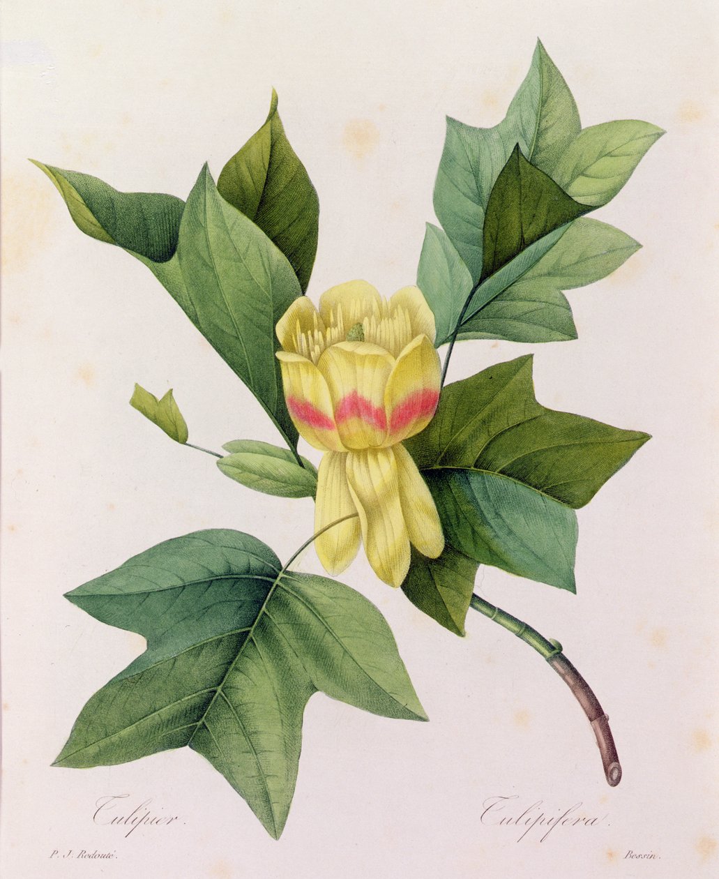 Tulipifera von Pierre Joseph Redouté