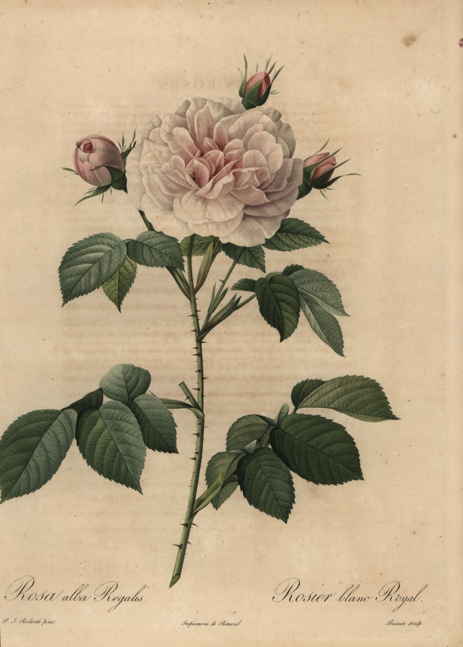Weiße Hybridrose Royal von Pierre Joseph Redouté